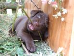 hundebabies_069.jpg