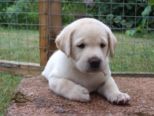 hundebabies_131.jpg