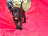 hundebabies_074.jpg