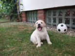 hundebabies_098.jpg