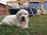 hundebabies_099.jpg