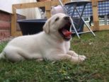 hundebabies_100.jpg