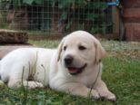 hundebabies_107.jpg