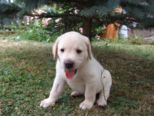 hundebabies_111.jpg