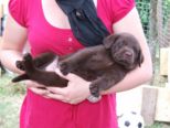 hundebabies_115.jpg