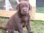 hundebabies_118.jpg