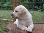 hundebabies_133.jpg
