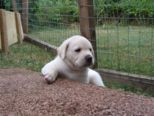 hundebabies_136.jpg