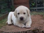 hundebabies_143.jpg