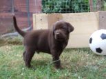 hundebabies_151.jpg