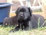 hundebabies_162.jpg