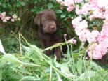hundebabies_169.jpg