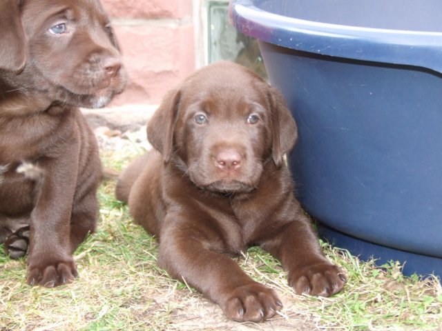 labrador_055.jpg