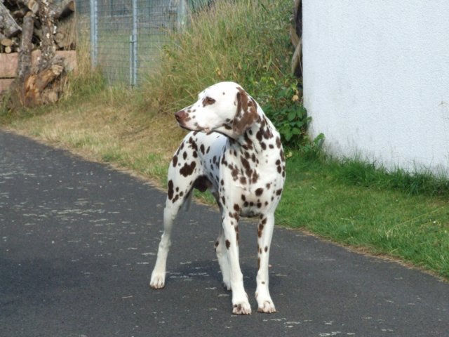 labrador_076.jpg