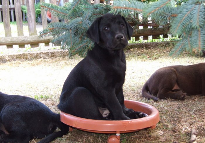 labrador__006.jpg