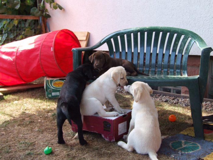 labrador__034.jpg