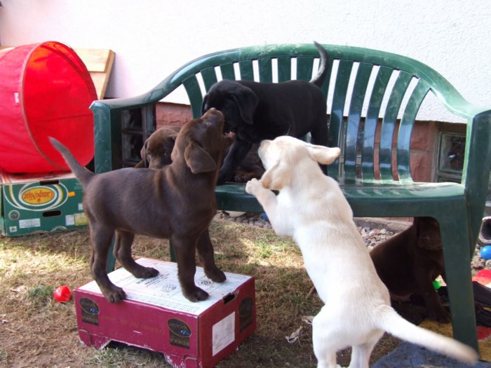labrador__041.jpg
