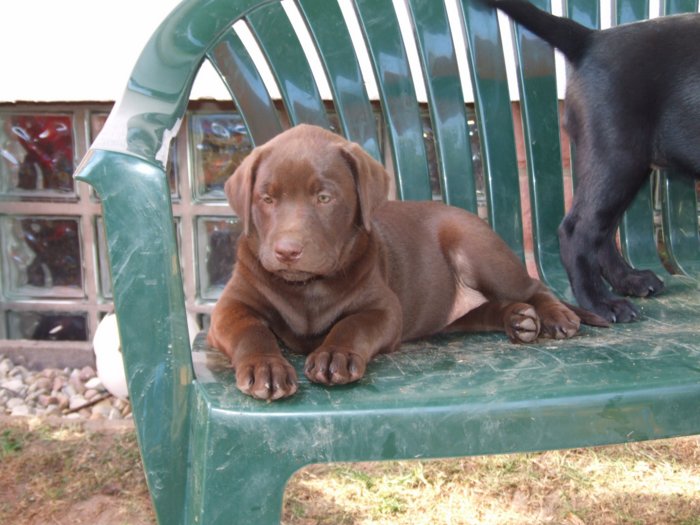 labrador__050.jpg