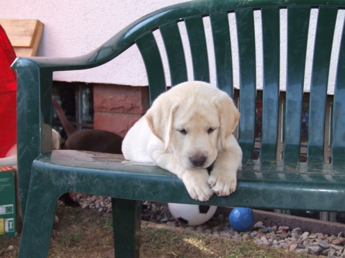 labrador__055.jpg
