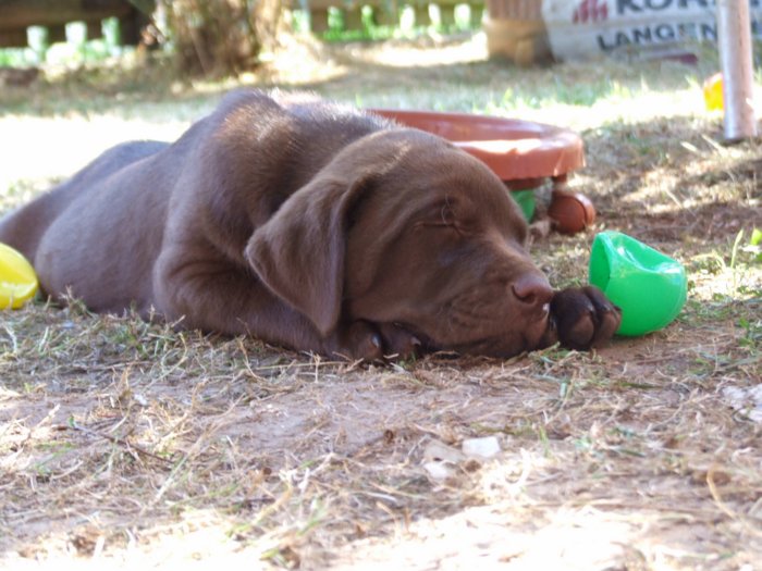 labrador__062.jpg