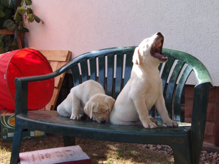labrador__064.jpg