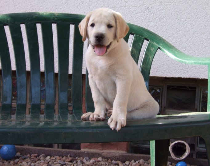 labrador__068.jpg