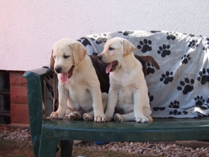 labrador__070.jpg
