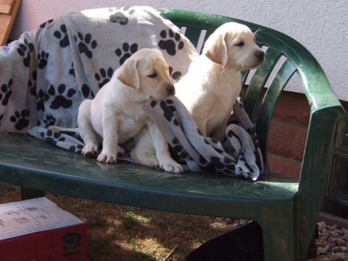 labrador__073.jpg