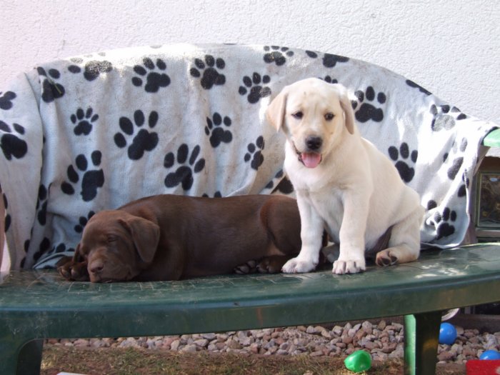 labrador__078.jpg
