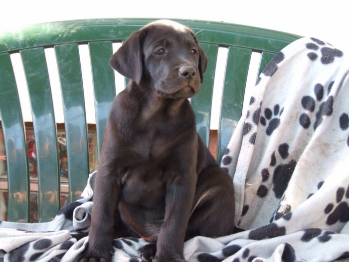 labrador__086.jpg