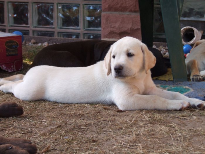 labrador__088.jpg