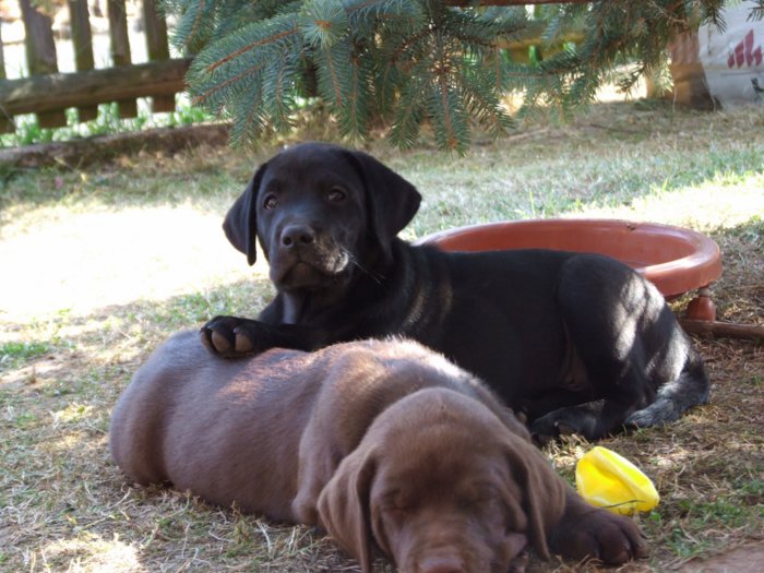 labrador__098.jpg