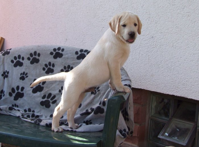 labrador__102.jpg