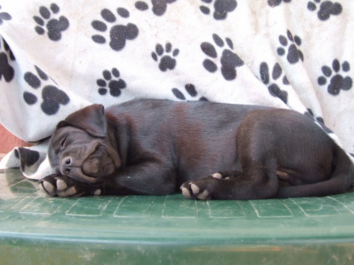 labrador__121.jpg