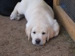 labrador_001.jpg