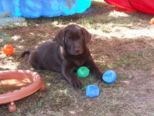 labrador_006.jpg