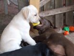 labrador_018.jpg