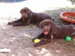 labrador_020.jpg