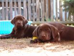 labrador_022.jpg
