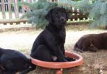 labrador__006.jpg