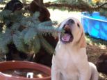 labrador__023.jpg