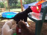 labrador__030.jpg