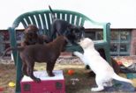 labrador__043.jpg