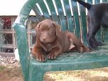 labrador__050.jpg