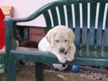 labrador__055.jpg