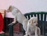 labrador__060.jpg