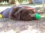labrador__062.jpg