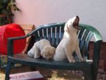 labrador__064.jpg