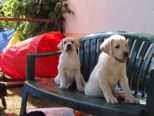 labrador__065.jpg