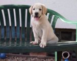 labrador__068.jpg